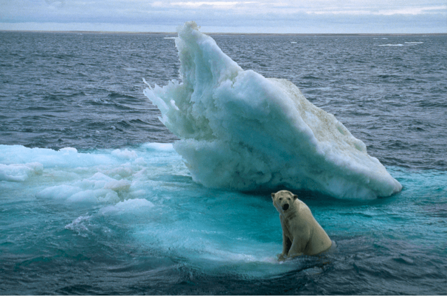 Photo of a polar bear sitting on an iceberg